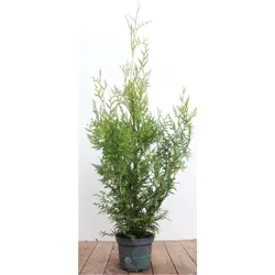 Thuja occidentalis 'Brabant', Lebensbaum, immergrün, 80-100 cm
