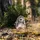 Steiff 074387 Soft Cuddly Friends Hedgy Igel grau meliert