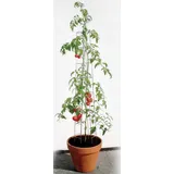 Bellissa Tomatenturm 120 x 120 cm Silber