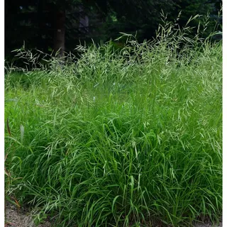 die nr-01.de Wald Zwenke - Brachypodium sylvaticum