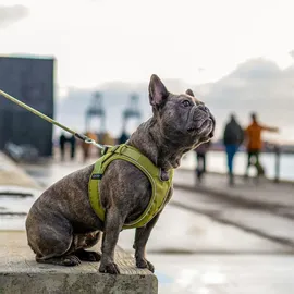 DOG Copenhagen Comfort Walk Go Hundegeschirr Rot M