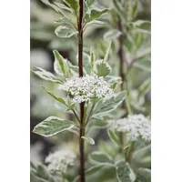 PlantaPro Cornus alba 'Elegantissima' 60-100 cm - Weißbunter Hartriegel,
