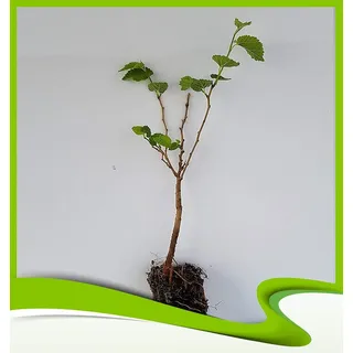 Morus Alba (weiße Maulbeere) – Pflanze