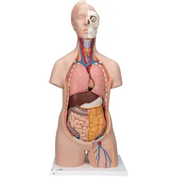 Standard Torso Modell, geschlechtsneutral, 12-teilig - 3B Smart Anatomy