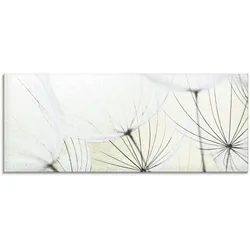 Glasbild ARTLAND "Pusteblumen-Samen aufgehellt", grün (farbe bild(er): grün), B:125cm H:50cm, Bilder, in verschiedenen Größen
