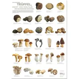 Küchenposter Trüffel-, Zucht- und Edelpilze - Pilze - (59,4 x 84cm), 1 Stück