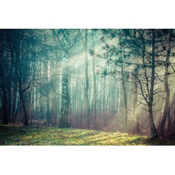 PAPERMOON Fototapete „Wald“ Tapeten Gr. B/L: 3,00 m x 2,23 m, Bahnen: 6 St., bunt Fototapeten