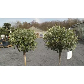 grünwaren Olivenbaum Olive 160 - 180 cm Hochstamm, beste Qualität, winterhart