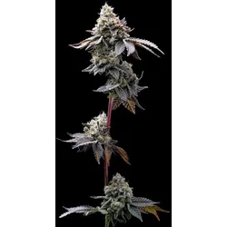 Barneys Farm GMO Cookies Fem 3St.