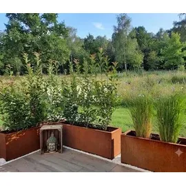 Palatino Lotte 100 x 40 x 50 cm Braun