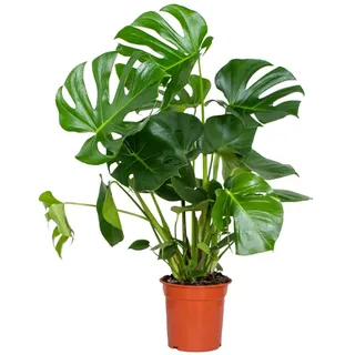 Bloomique - Monstera Deliciosa - Fensterblatt - Zimmerpflanzen - Pflegeleicht - Luftreinigend - Höhe 70-80 cm - Topf 21 cm