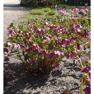 die nr-01.de Christrose Lenzrose - Helleborus orientalis