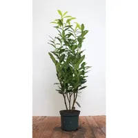Pflanzen Für Dich Prunus laurocerasus 'Genolia', -r- 60–80 cm