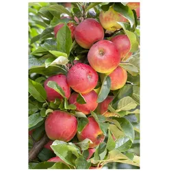 Malus 'Elstar', Apfelbaum, 40 cm Stammhöhe