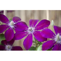 Pflanzen-für-dich.de Clematis Hybride 'Westerplatte' 2L Eck 40- 60