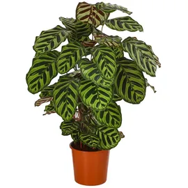 Dehner Korbmarante - Calathea makoyana, Grün,