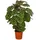 Dehner Korbmarante - Calathea makoyana, Grün,