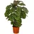 Dehner Korbmarante - Calathea makoyana, Grün,