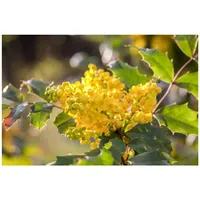 Pflanzen Für Dich Mahonia aquifolium, Gewöhnliche Mahonie, immergrün, 30–40