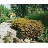 PlantaPro Hebe ochracea 'James Stirling' 11x11 cm Topf – Immergrün, Mehrjährig, Pflegeleicht – Strauchveronika – Kübelpflanze für Terrasse & Beet