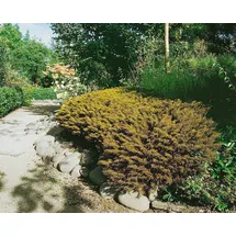 PlantaPro Hebe ochracea 'James Stirling' 11x11 cm Topf – Immergrün, Mehrjährig, Pflegeleicht – Strauchveronika – Kübelpflanze für Terrasse & Beet