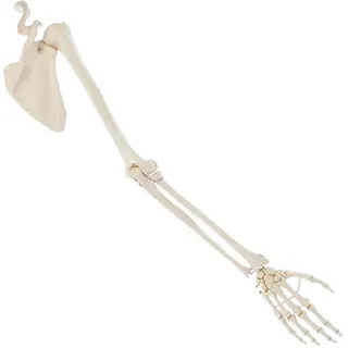 Bewegliches Armskelett mit Hand und Schulter, Anatomie Modell, Lehrmittel