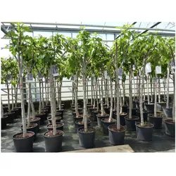 Feigenbaum 160-180 cm Obstbaum winterhart kräftiger Stamm, Ficus Carica, Feige, Obst