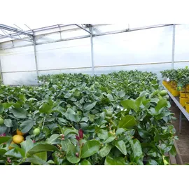 grünwaren Grünwaren: echter Zitronenbaum 50 - 70 cm Zitrone Citrus Limon Zitruspflanze
