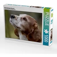 Calvendo Welsh Springer Spaniel (Puzzle)