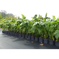2x Bananenstaude Musa Basjoo 100 - 120 cm winterhart Staude japanische Faserbanane