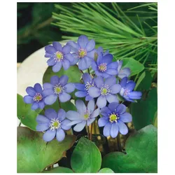 Hepatica nobilis, Leberblümchen, ca. 9x9 cm Topf, blau blühend