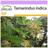 Saflax - Tamarinde - 4 Samen - Tamarindus indica