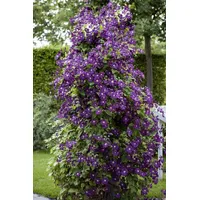 Pflanzen-für-dich.de Clematis viticella 'Polish Spirit' Waldrebe, Violett 60–100 cm