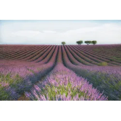 Fototapete PAPERMOON "Photo-Art MARGARITA CHERNILOVA, VELOURS DE LAVENDER", bunt, B:4,00m L:2,60m, Vlies, Tapeten