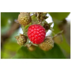 Rubus idaeus 'Willamette', Himbeere, rot, 30–40 cm