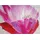 MCW Wandbild Orchidee, 100% handgemaltes Ölgemälde Gemälde XL, 100x50cm