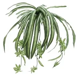 EUROPALMS Grünlilie, künstlich, 60cm