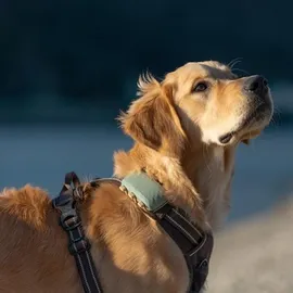 tractive GPS Tracker Hund XL wasserdicht grün