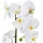 Creativ green Creativ-green Kunstblume Orchidee, Phalaenopsis, weiß, im Keramiktopf, Höhe 52 cm