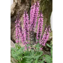Blumenhandel Ullrich Salvia nemorosa Rose Queen' Steppen-Salbei ca. 9x9 cm Topf