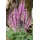 Blumenhandel Ullrich Salvia nemorosa Rose Queen' Steppen-Salbei ca. 9x9 cm Topf