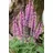 Blumenhandel Ullrich Salvia nemorosa Rose Queen' Steppen-Salbei ca. 9x9 cm Topf