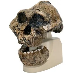 Schädelreplikat Australopithecus boisei (KNM-ER 406 + Omo L7A-125)