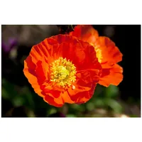 Pflanzen Für Dich Papaver nudicaule 'Gartenzwerg', Islandmohn, bunt, ca.