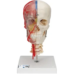 BONElike Schädel Modell, transparent und didaktisch aufbereitet, 7-teilig - 3B S...