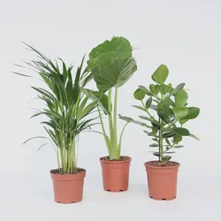 Plant in a Box - Frische grüne Zimmerpflanzen - 3 Stk - Höhe 50-70cm - Topf 17cm