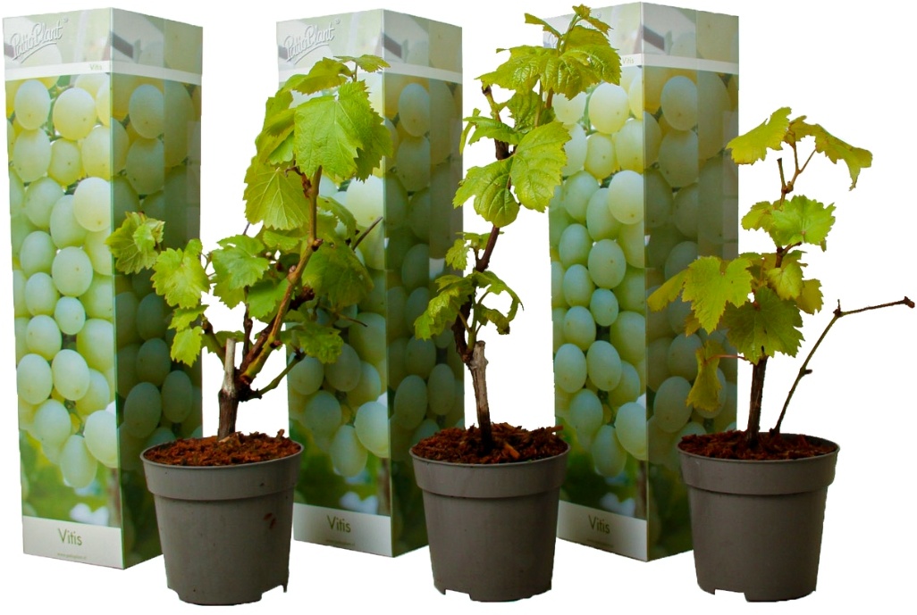 Plant in a Box Chardonnay-Rebe - Vitis vinifera Chardonnay 3er Set Höhe 25-40cm