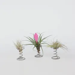 Plant in a Box - Tillandsien - 3 Stk - Tillandsia - Höhe 5-15cm - Topf 5cm
