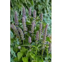 Pflanzen Für Dich Agastache foeniculum 'Purple Haze' ca. 11x11