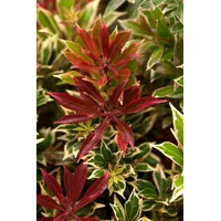 Pflanzen-für-dich.de Pieris japonica 'Flaming Silver' Japanische Lavendelheide 30–40 cm